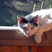 Katze Nico am Balkon