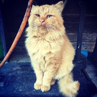 Katze