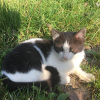 Katze im Gras