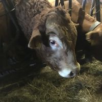 Unser Stier