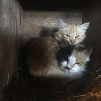Katzen im Stall
