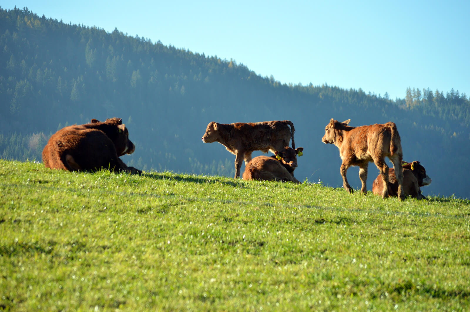 Kälber auf der Wiese